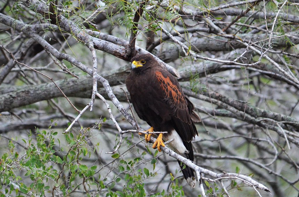 Hawk, Hariss's, 2013-01042307 Laguna Atascosa NWR, TX.JPG - Harris's Hawk. Approaching Laaguna Atascosa National Wildlife Refuge, TX, 1-4-2013